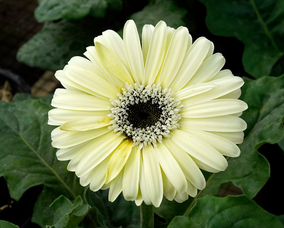 A creamy white Gerbera jamesonii flower with a pale yellow tint and a ring of tiny florets forming a decorative central crown