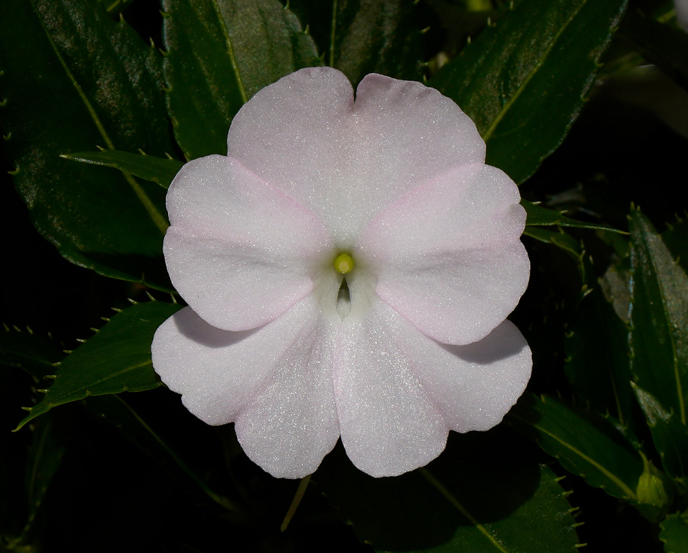 White Flower of Impatiens hawkeri A delicate white Impatiens hawkeri flower with a pale pink hue and symmetrical petals, displayed over dark green serrated leaves
