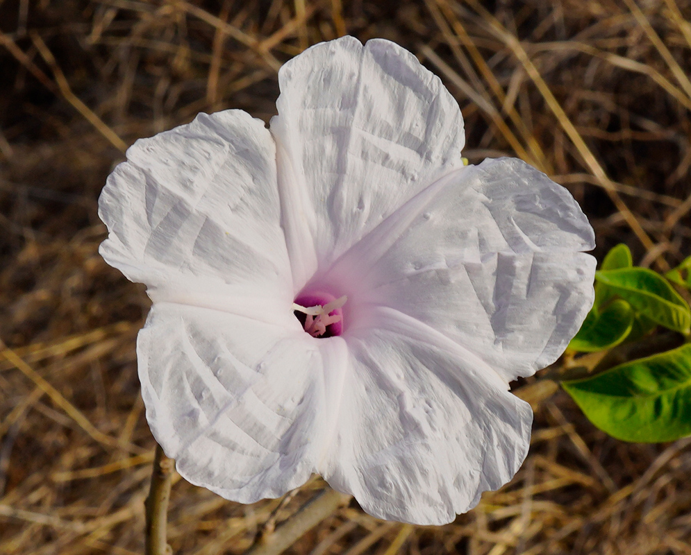 White Flower of Ipomoea carnea A single crinkled white bloom of Ipomoea carnea with a soft pink throat, displayed against a dry grass background