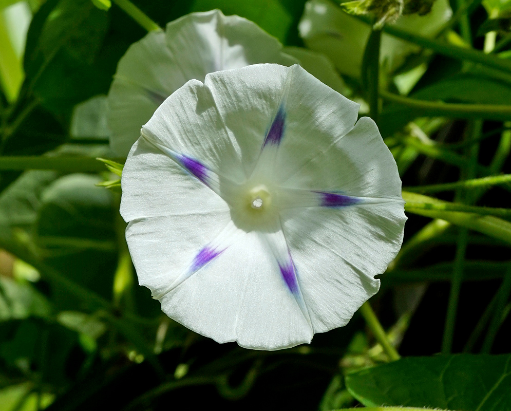 White Flower of Ipomoea purpurea A white Ipomoea purpurea flower with five distinct purple starburst markings radiating from the throat, set among dense green leaves