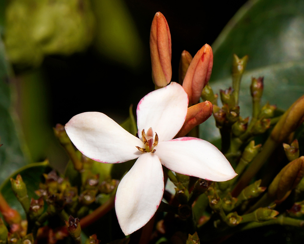 Single white Ixora coccinea flower with a four-lobed corolla and delicate pink edging emerging from a cluster of reddish buds