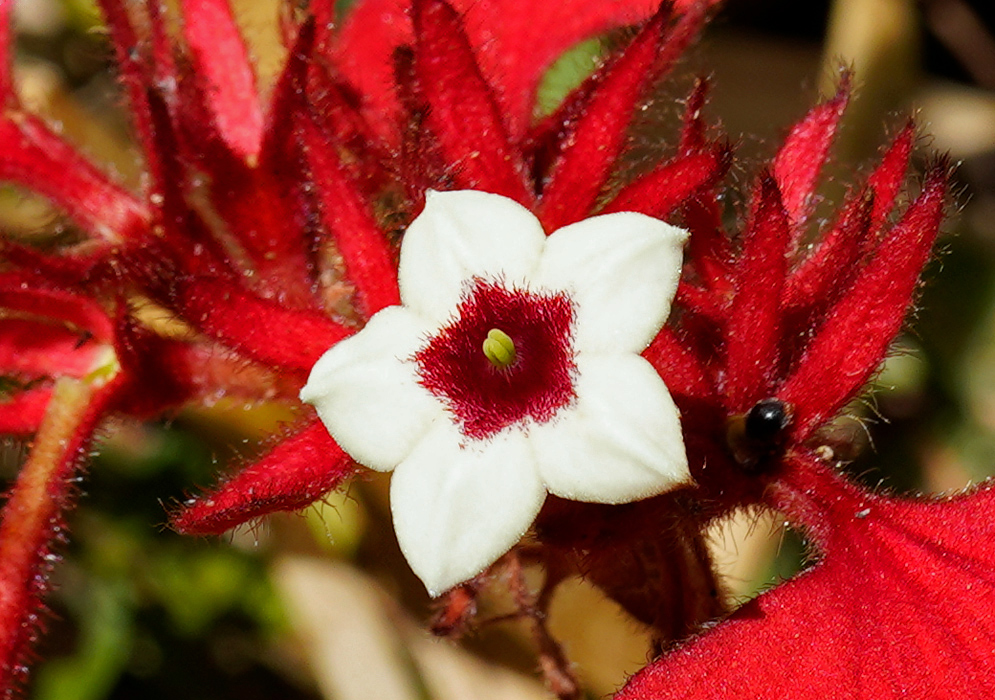 Mussaenda erythrophylla Red Bracts A small white flower of Mussaenda erythrophylla with a red center and pale green pistil, emerging from vivid red fuzzy bracts in bright sunlight