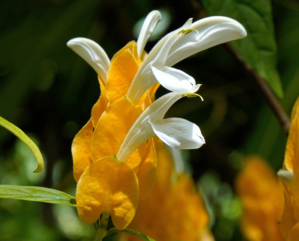 Pachystachys lutea With White Flowers Close-up of a golden yellow bract cluster of Pachystachys lutea with several white curved flowers emerging from between the overlapping bracts, surrounded by green leaves