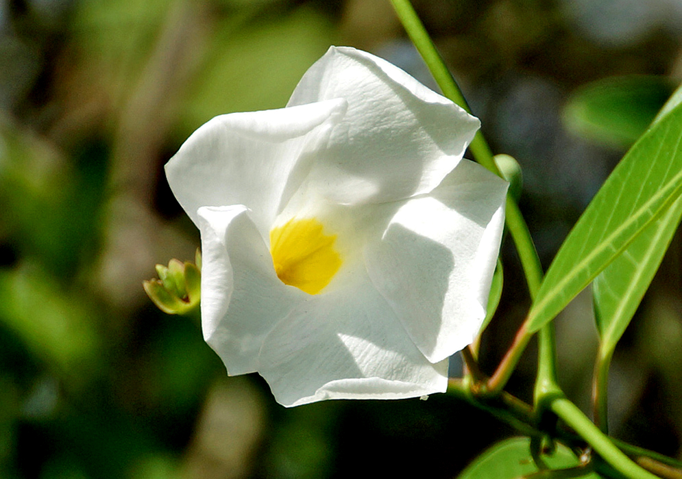A white Rhabdadenia biflora flower with a yellow center