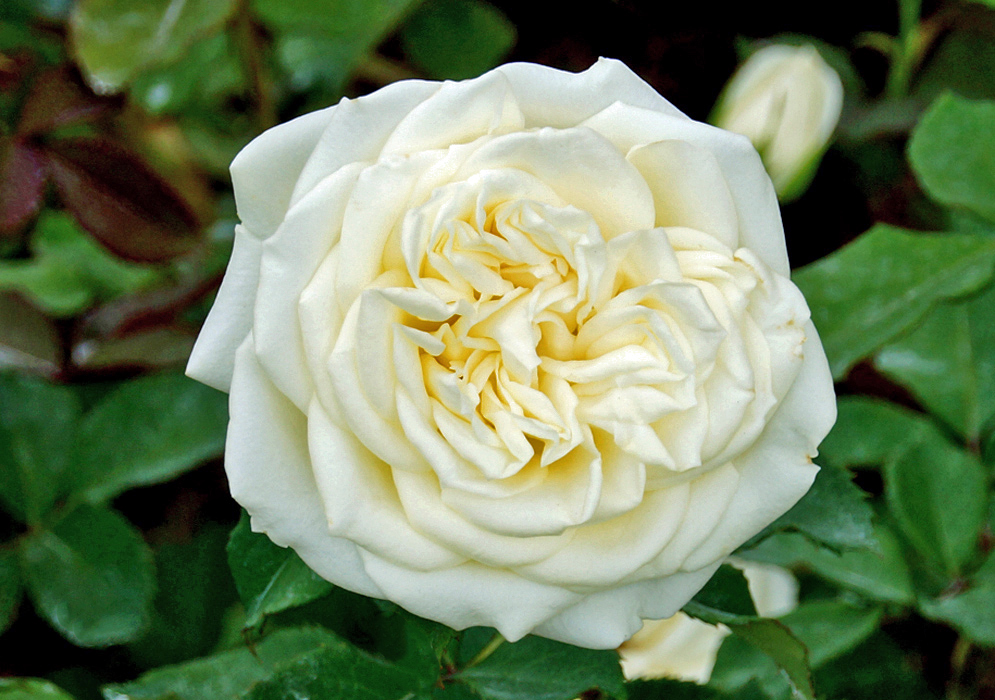 A white rose with a cream center
