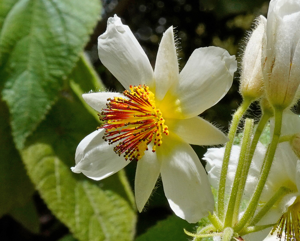 Close-up of a Sparrmannia africana flower with soft white petals and a dense cluster of red and yellow stamens extending from the center
