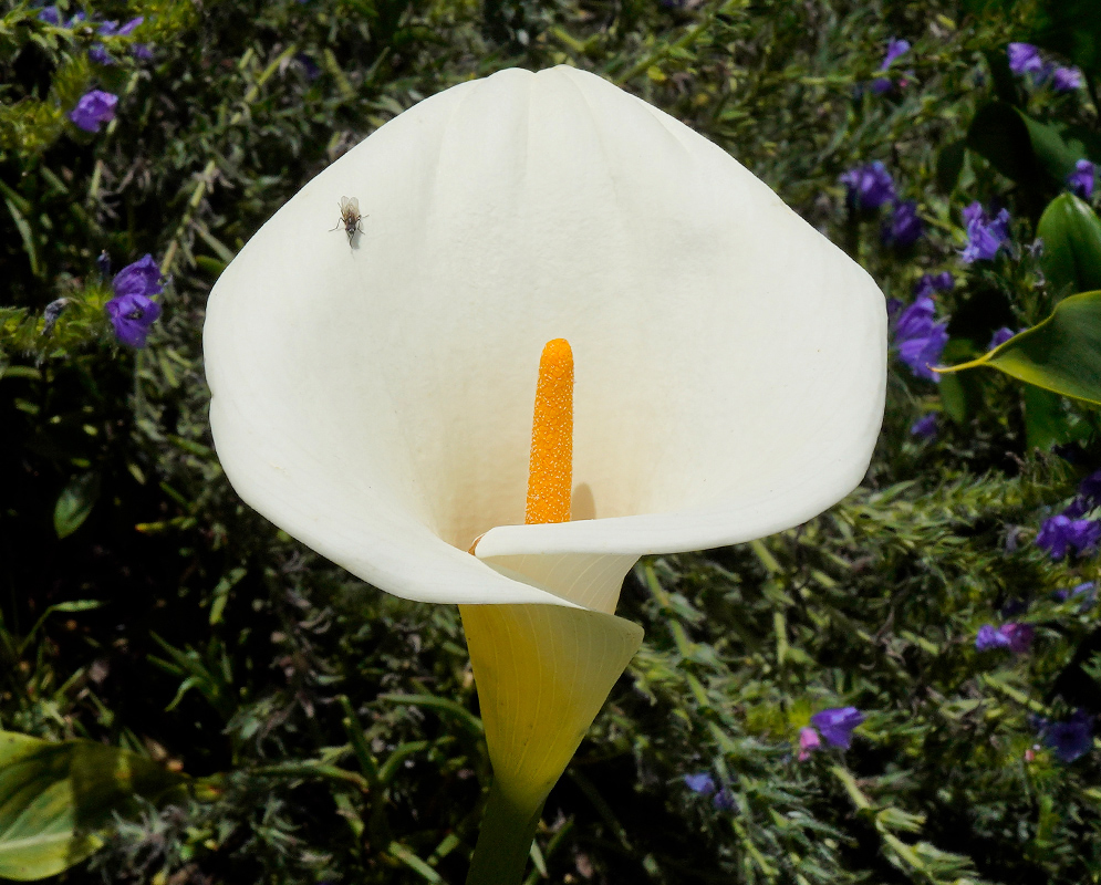 Zantedeschia aethiopica with Fly A single white zantedeschia aethiopica flower with a yellow spadix and a small fly resting on its surface, surrounded by purple blooms in the background