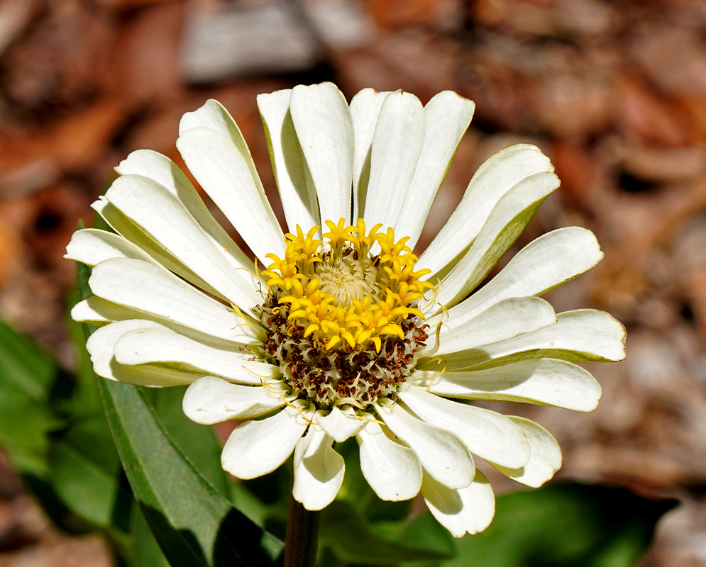 Close-up of a white Zinnia elegans flower with a yellow central disk and delicate overlapping petals