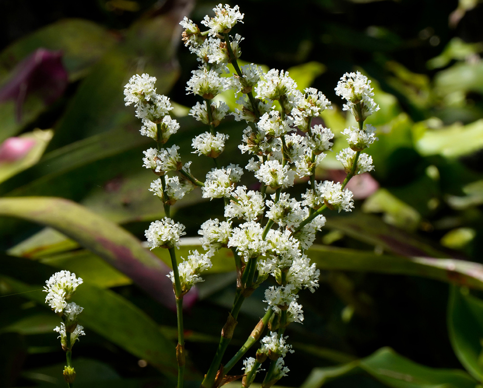 Callisia fragrans Blooming Cluster Cluster of tiny white blossoms of the Callisia fragrans plant blooming vertically among green and purple-streaked leaves in a shaded area