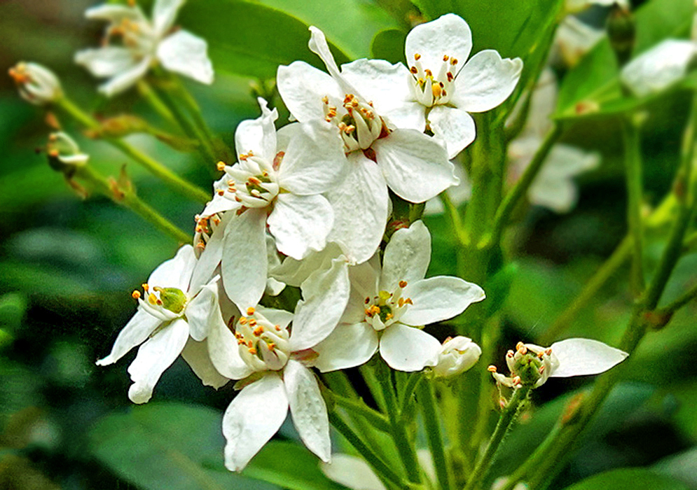 A cluster of white Choices ternata flowers with yellow anthers