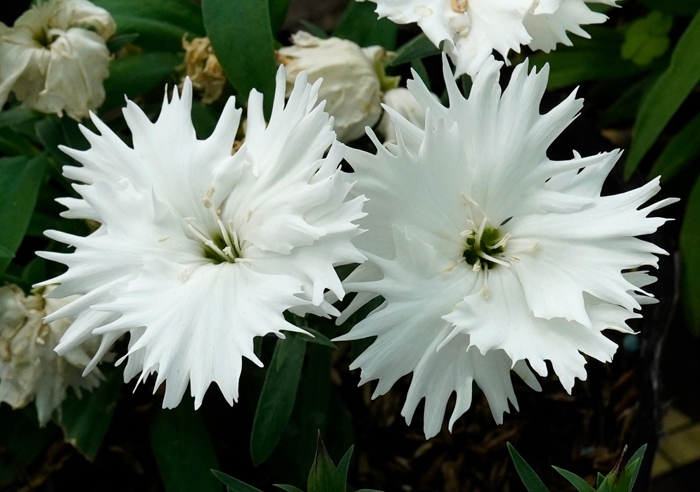 Close-up of two crisp, fringed white flowers of the Sweet William (Dianthus barbatus) surrounded by green leaves and fading blooms