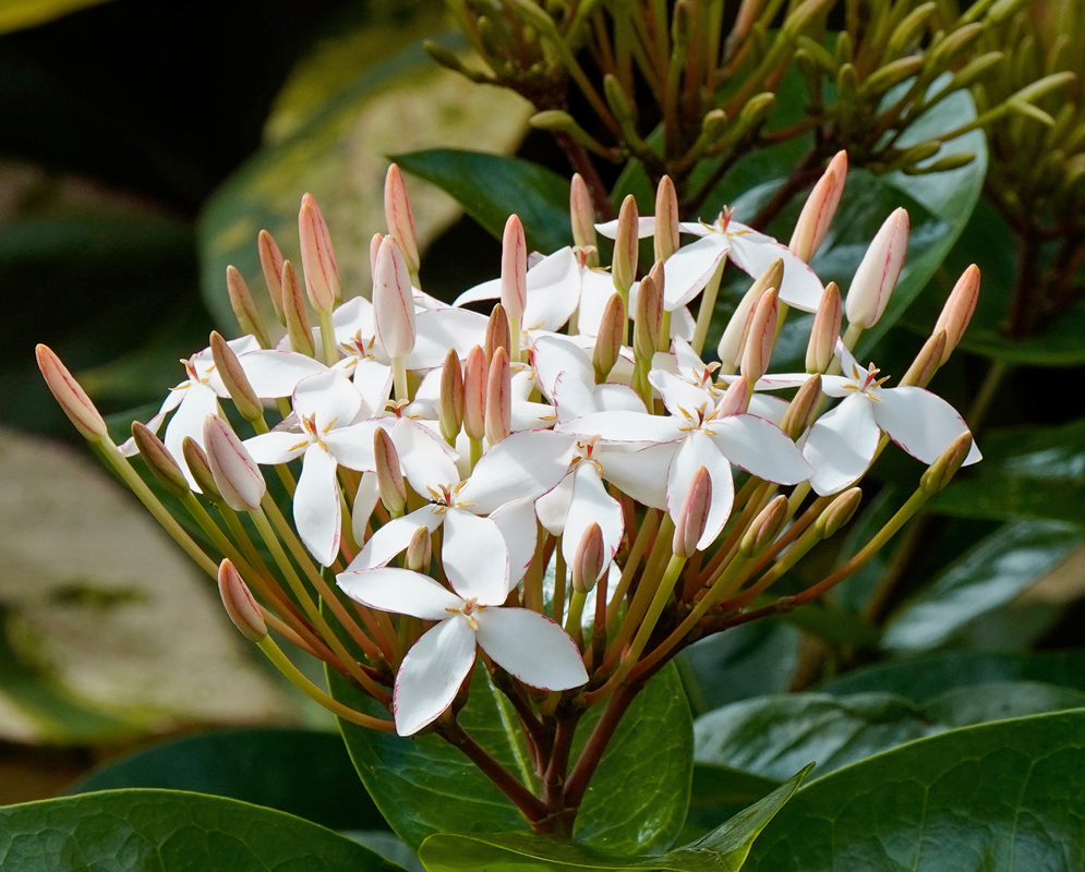 Rounded cluster of white Ixora coccinea flowers with thin tubular bases and pointed petals, surrounded by unopened pinkish buds