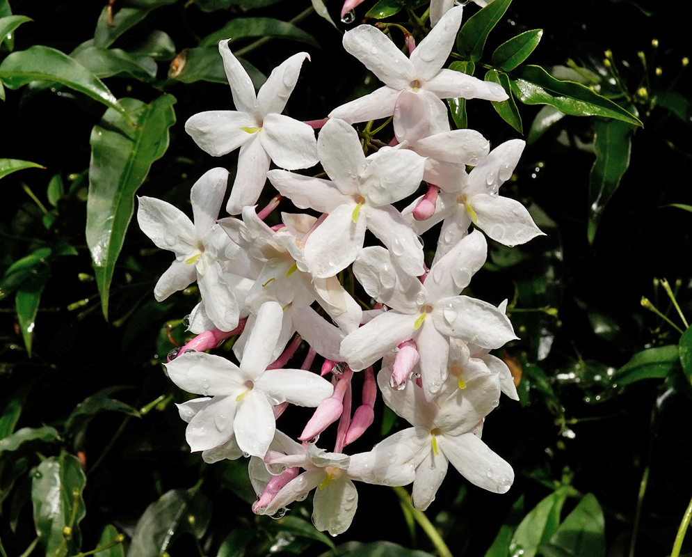A cluster of delicate five-petaled white jasmine flowers with pink buds, covered in dewdrops and set against glossy green foliage