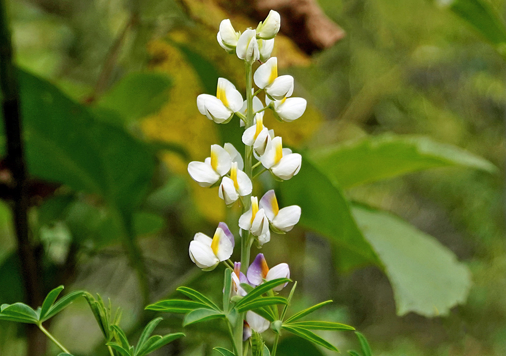 A spike of white and yellow pea-like Lupinus mutabilis flowers