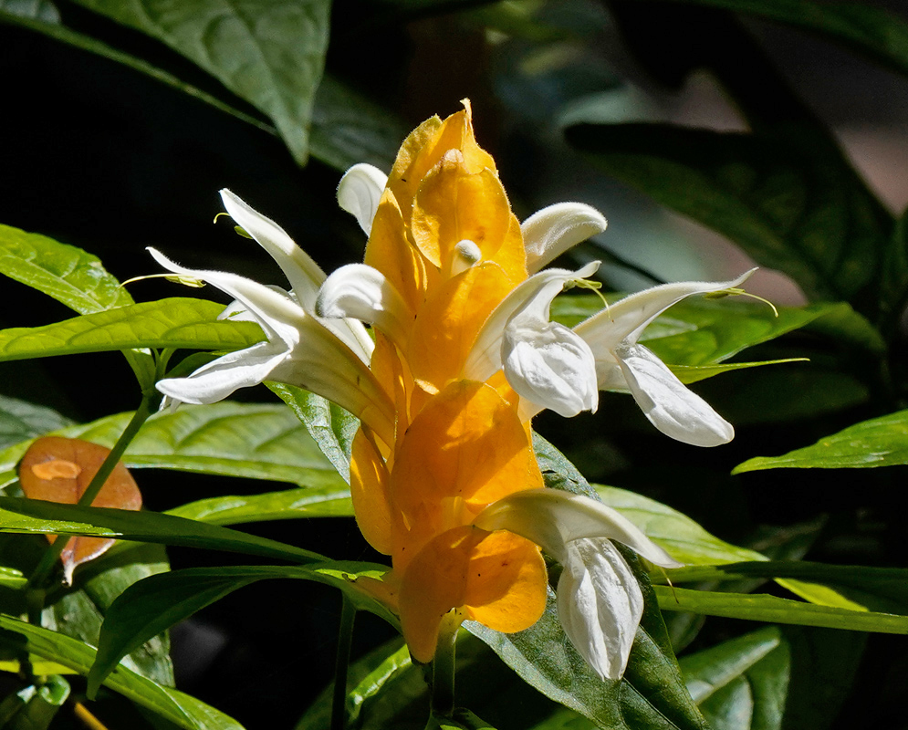 Pachystachys lutea With White Flowers Close-up of a golden yellow bract cluster of Pachystachys lutea with several white curved flowers emerging from between the overlapping bracts, surrounded by green leaves