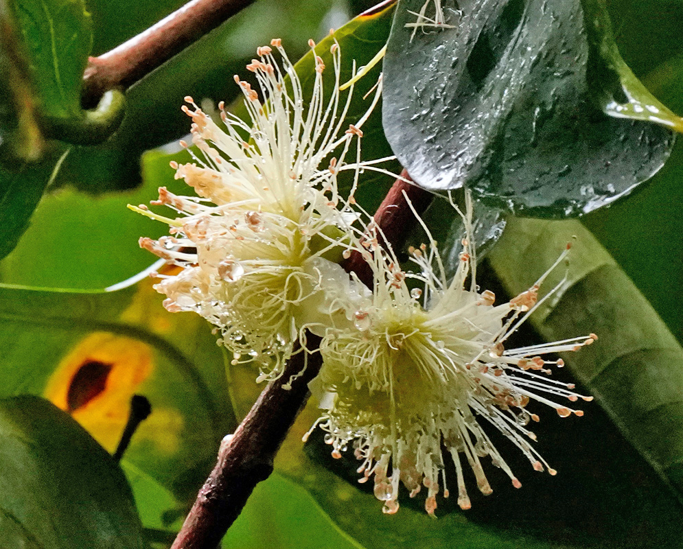 Syzygium paniculatum White Rainy Flowers Two rain-covered white Syzygium paniculatum flowers with fine stamens extending outward, set against dark green wet leaves