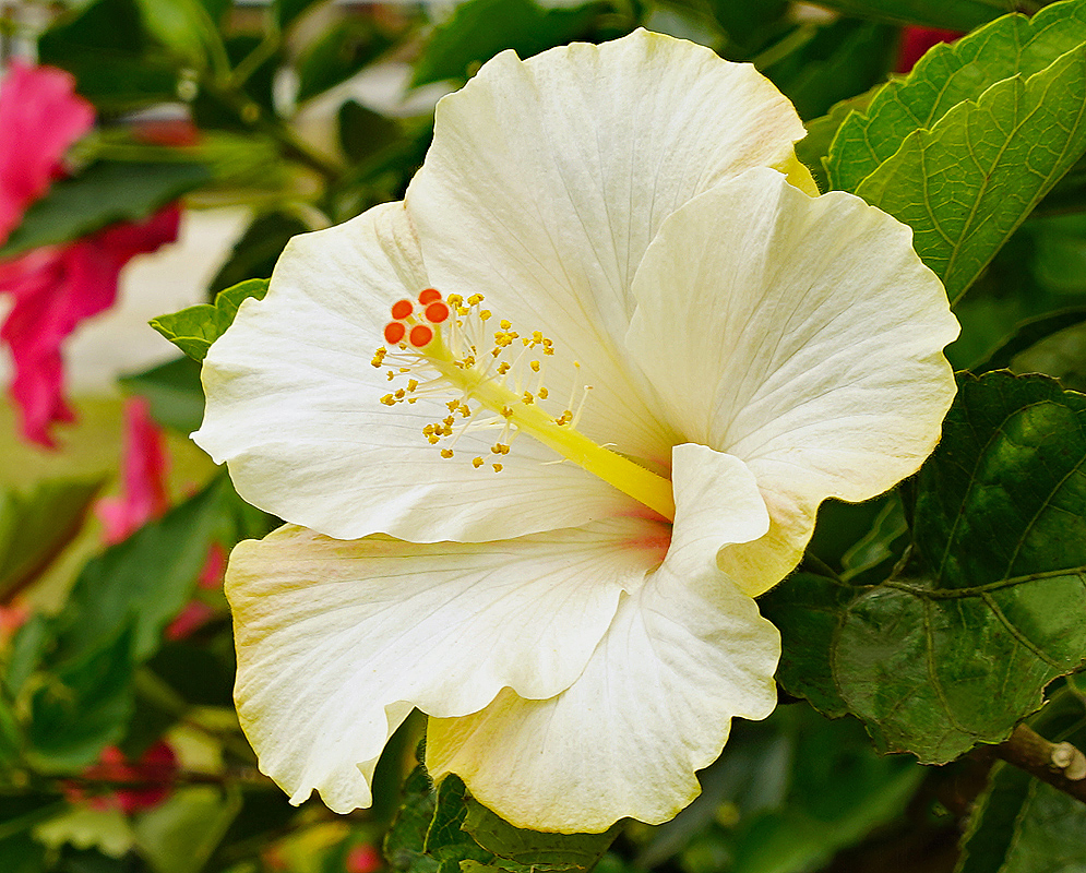 A white Hibiscus rosa sinensis flower with a yellow filament and five red stigmas