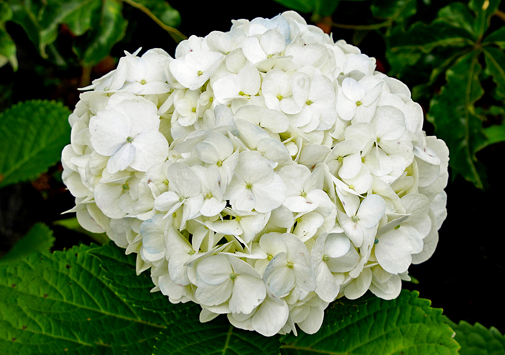 Hydrangea macrophylla cluster with white and yellow flowers 
