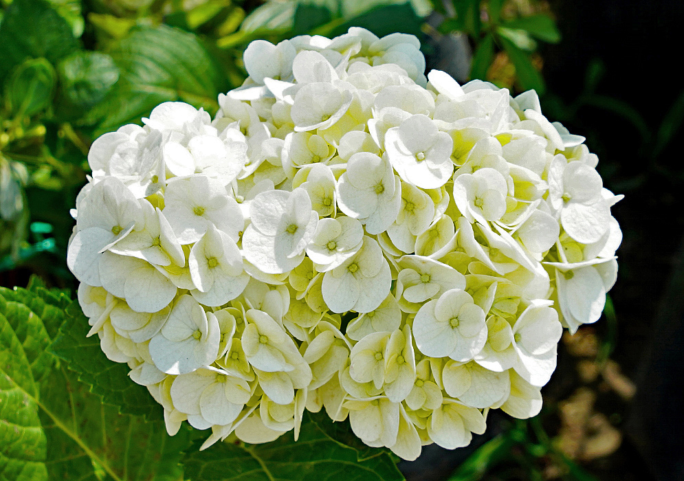 Hydrangea macrophylla cluster with white and yellow flowers in sunlight