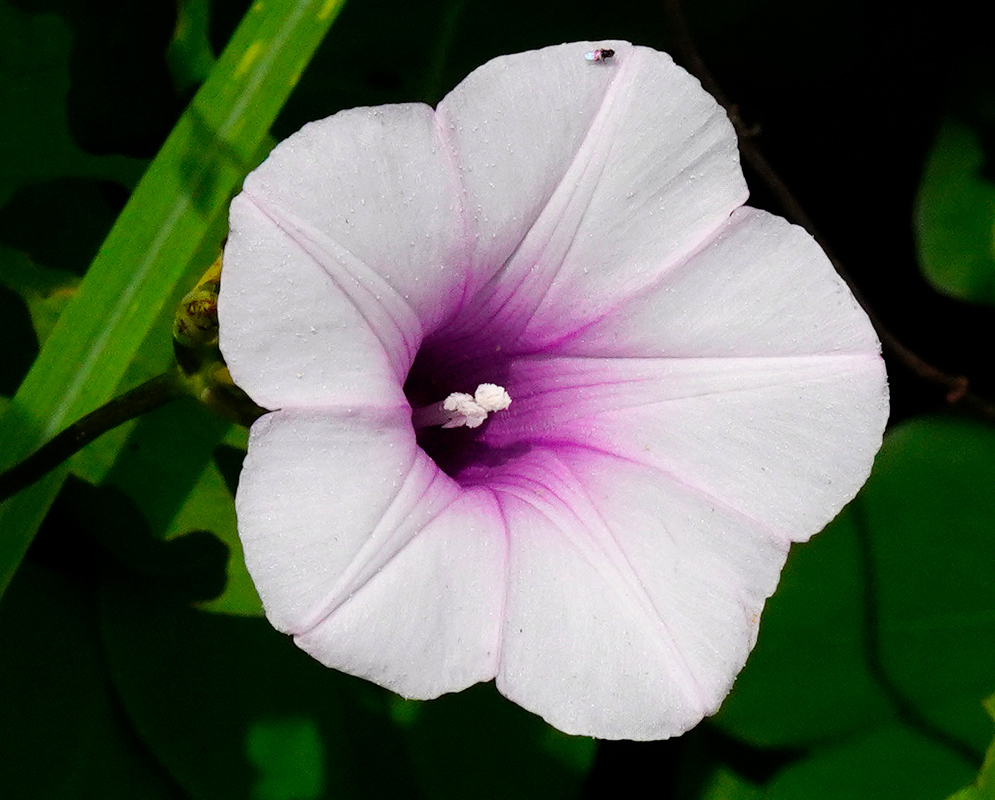 A close-up of a delicate white morning glory flower, Ipomoea batatas, with a vivid magenta center and a tiny fly perched on one petal