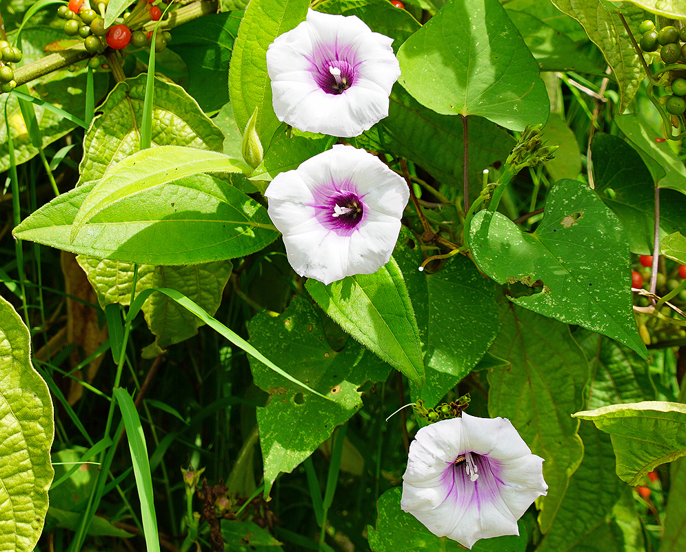 White Ipomoea trifida flowers with purple centers in sunlight
