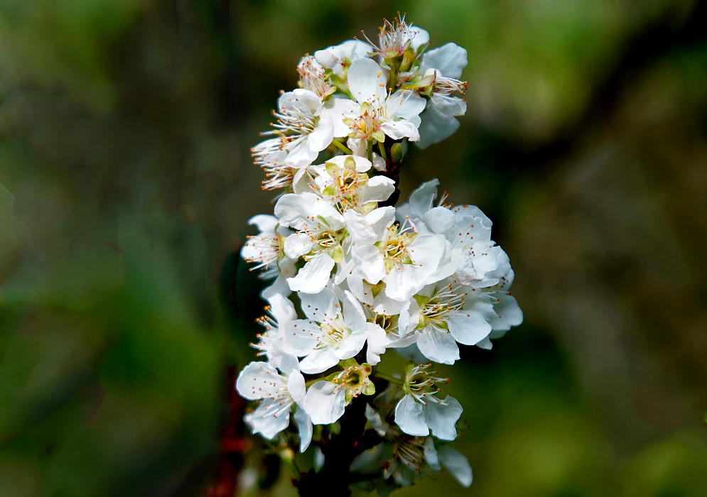 An errect Malus pumila branch full of white flowers