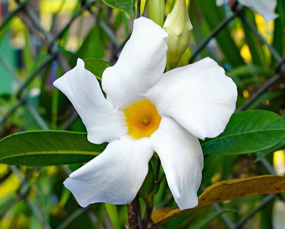 Mandevilla boliviensis white flower with a yellow throat