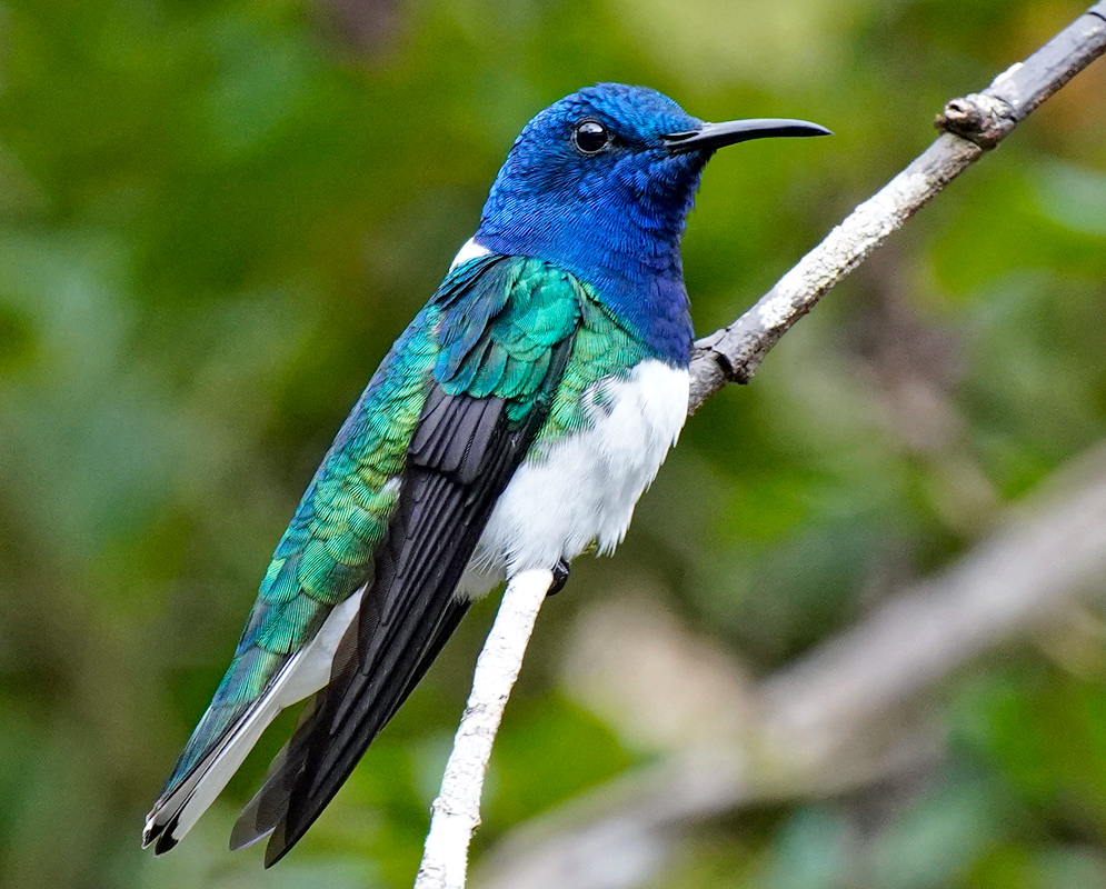 Blue, green and white feather colors on a hummingbird