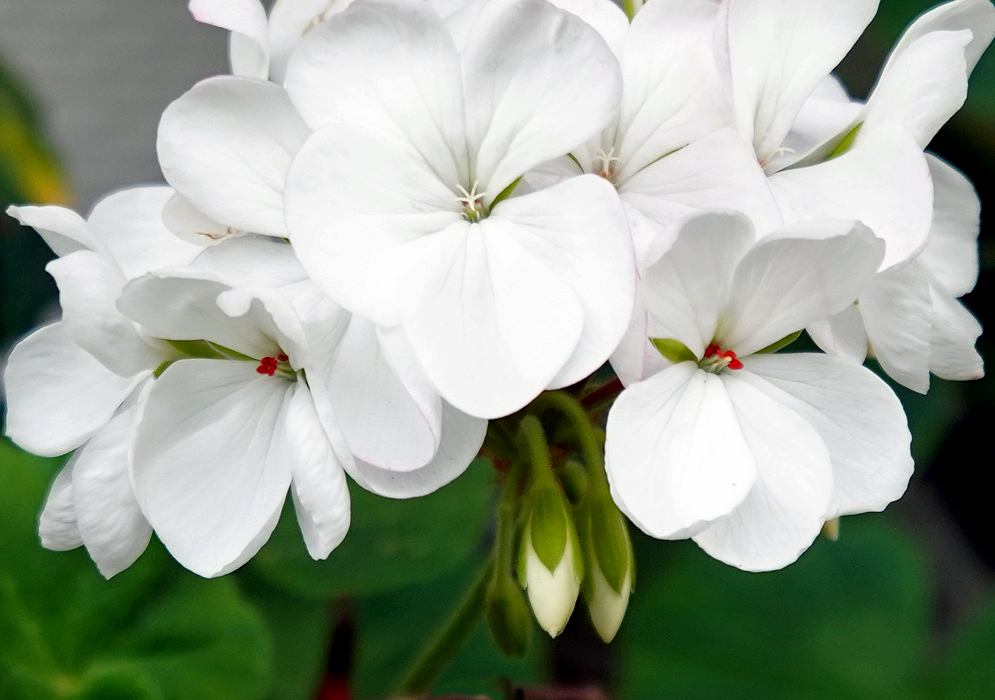 A cluster of white Pelargonium × hybridum flowers