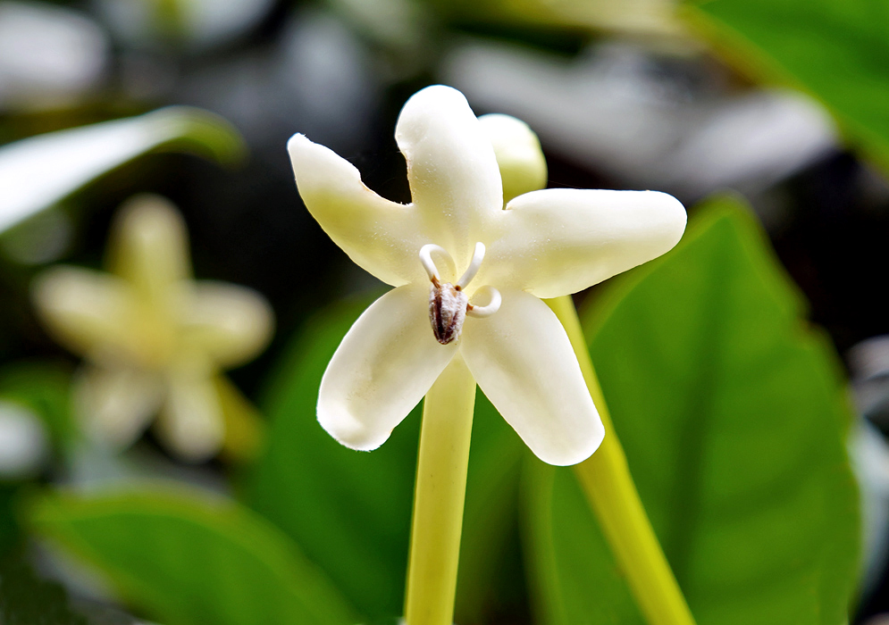 A white Posoqueria latifolia flower with brown anthers