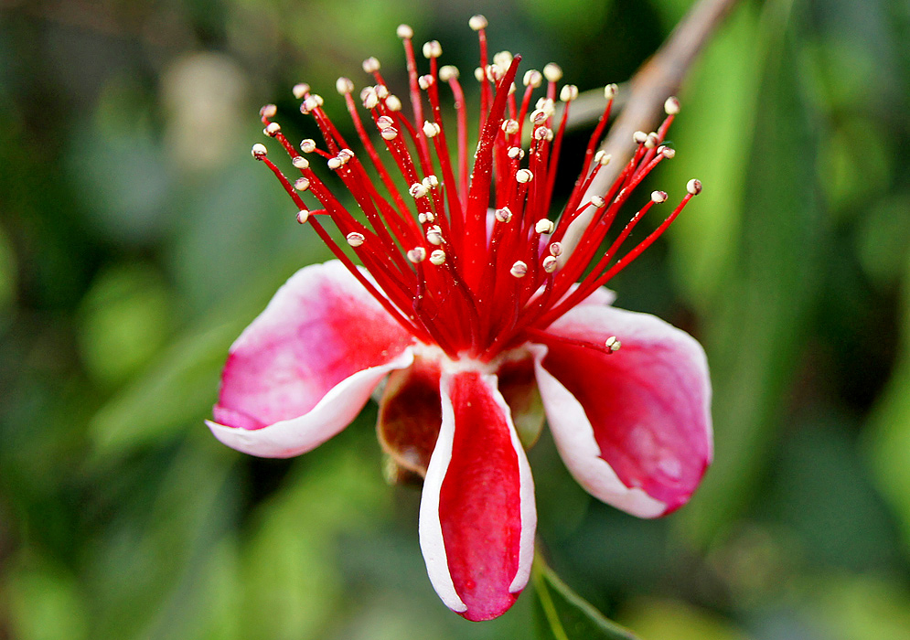 A red and white Acca sellowiana flower next to a sepal with a dark purple style