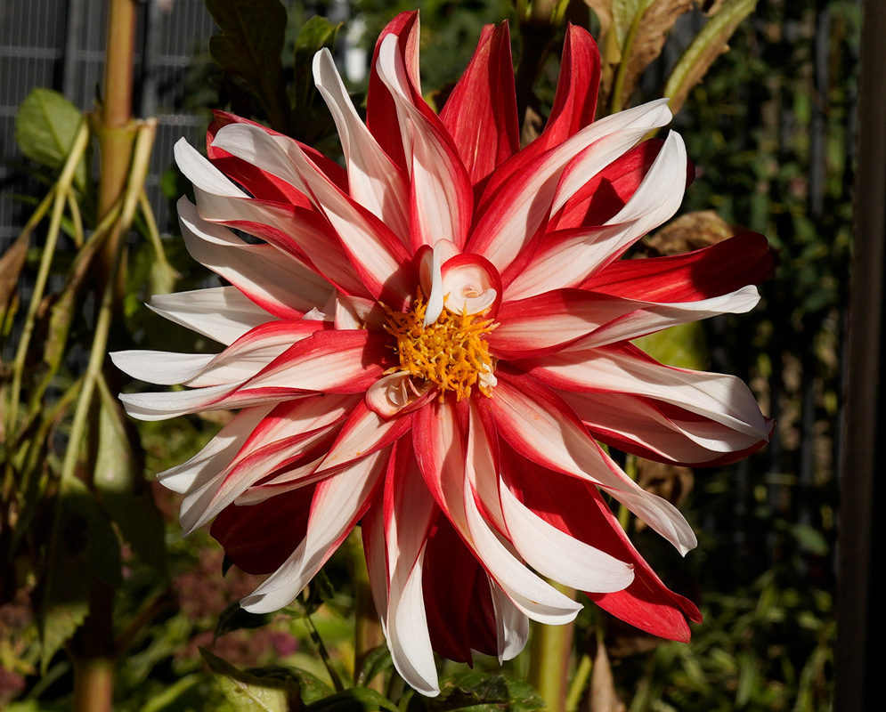 Dahlia pinnata White and Red Bloom A large, starburst-shaped flower of Dahlia pinnata with curling red and white petals radiating from a bright yellow center