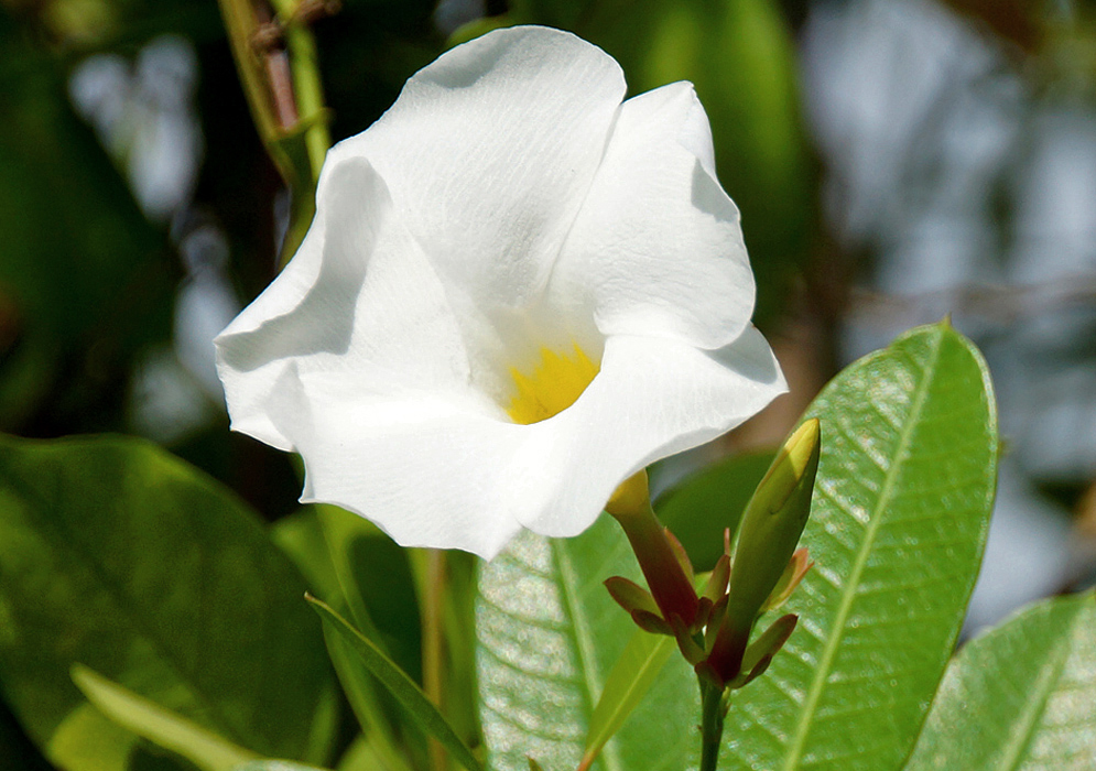 A white Rhabdadenia biflora flower with a yellow center in sunlight