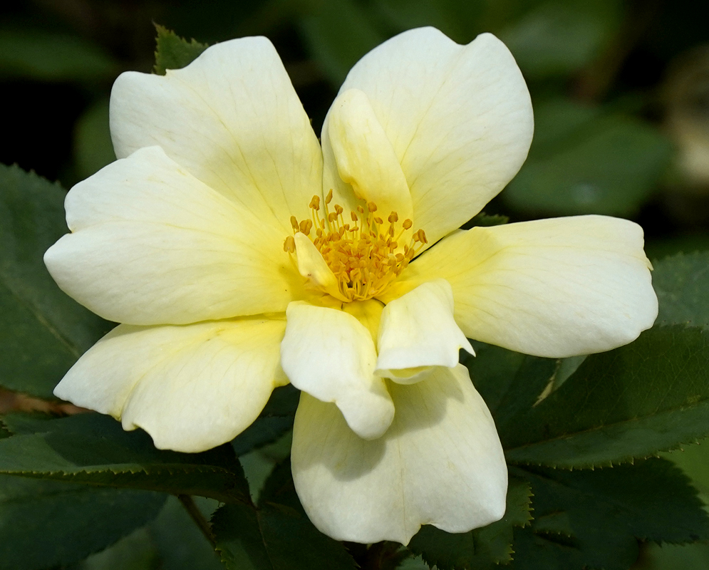 A white rose on a stem