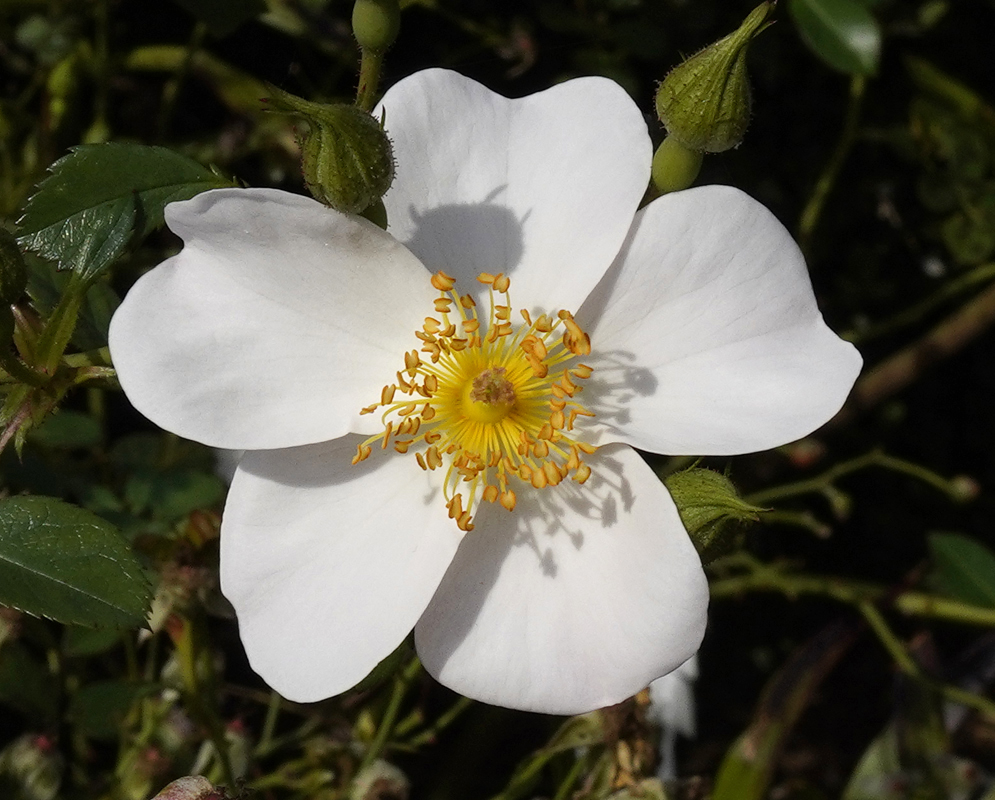 Pure white rose