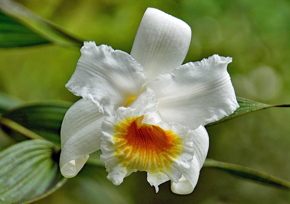 A white Sobralia chrysostoma flower with yellow and orange inside the lip