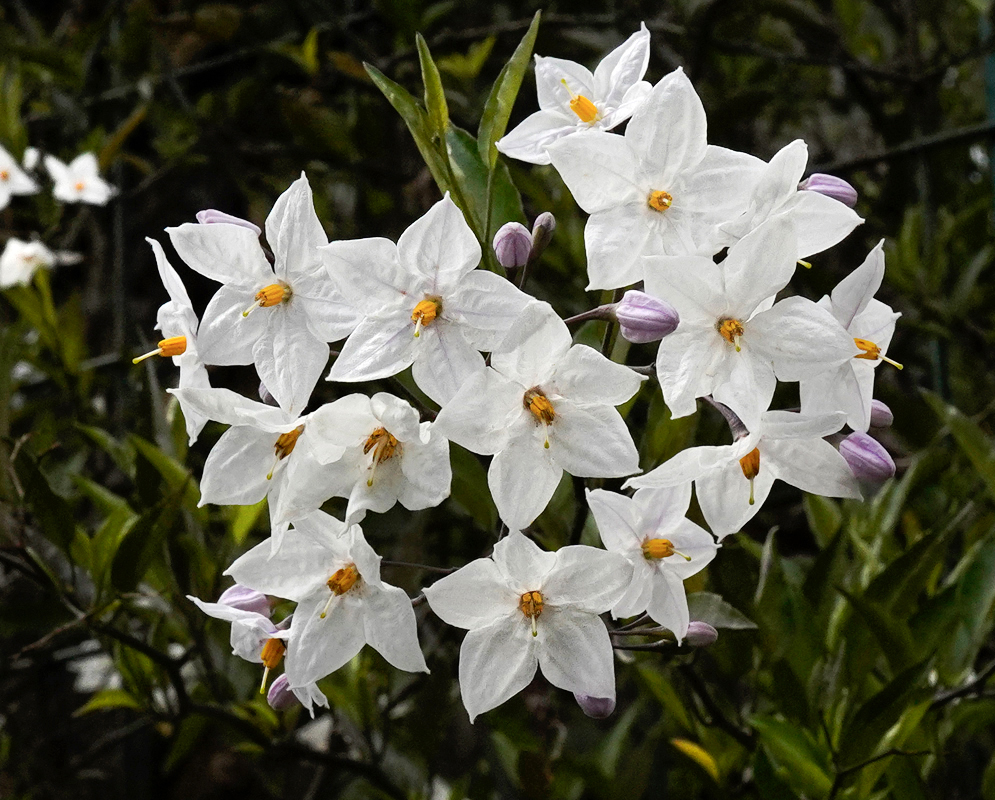 A cluster of white Solanum laxum flowers in sunlight
