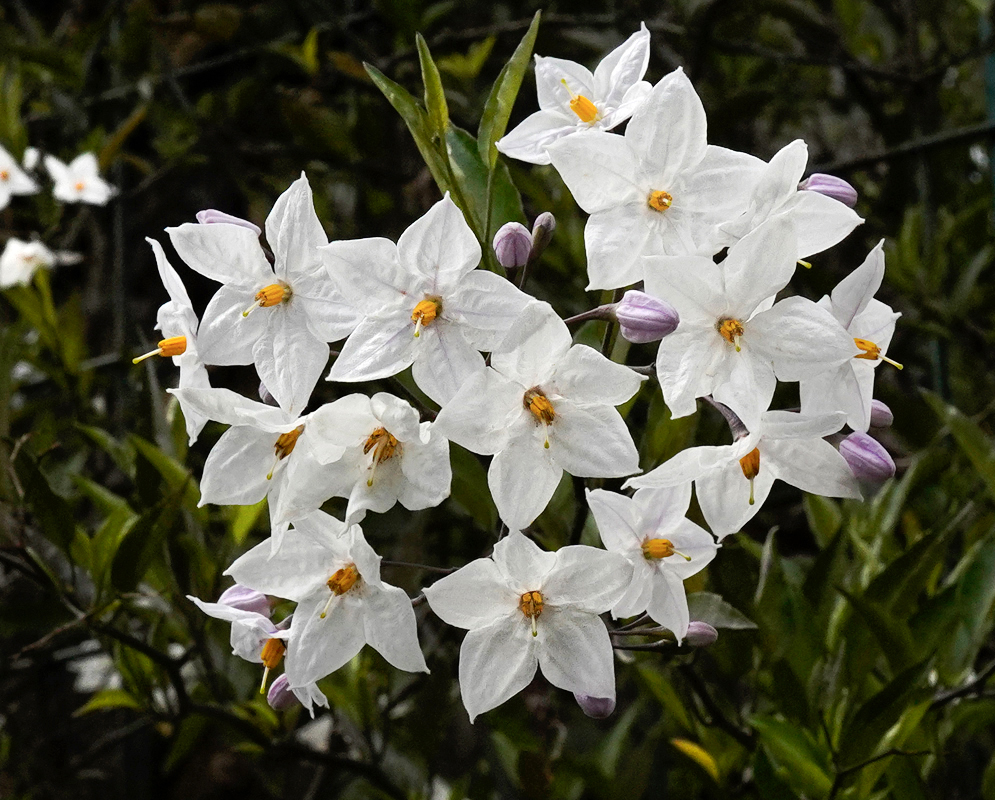 White Solanum laxum Flowers A cluster of white Solanum laxum flowers in sunlight