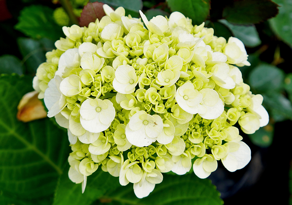 Hydrangea macrophylla cluster with white and yellow flowers