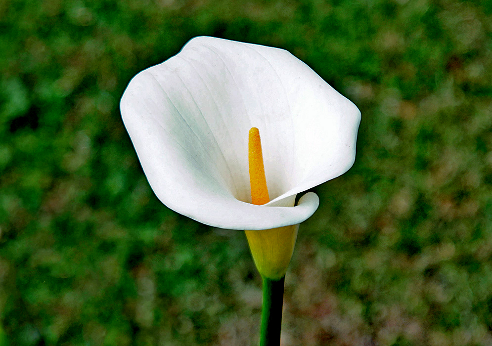 A white Zantedeschia aethiopica spathe with an erect yellow spadix 