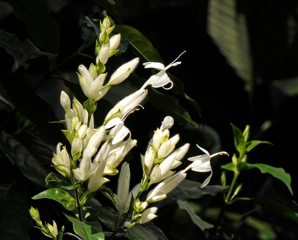 Whitfieldia elongata upright cluster of long white tubular flowers and pale green buds
