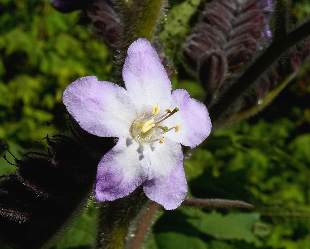 Wigandia urens lavender bell-shaped flower with rounded lobes and projecting stamens