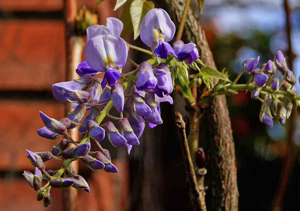 A Wisteria sinensis inflorescence with different shades of purple flowers with yellow and white centers in sunlight