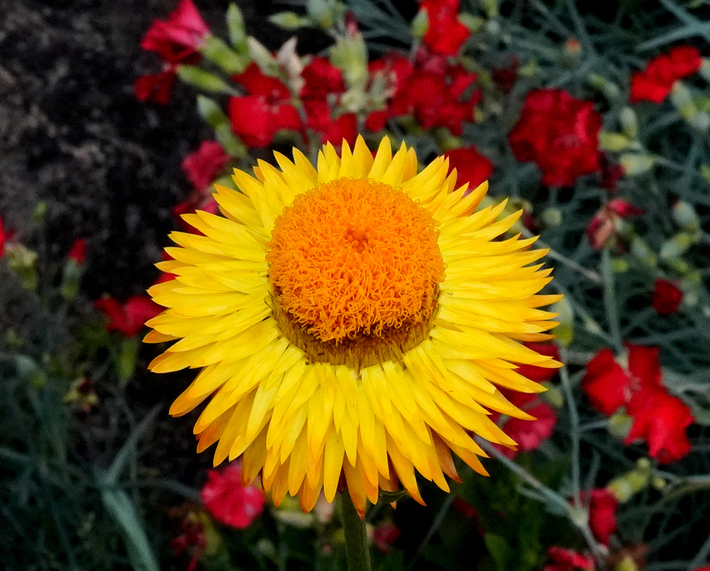 Xerochrysum bracteatum golden flower head with layered yellow papery bracts around an orange disk