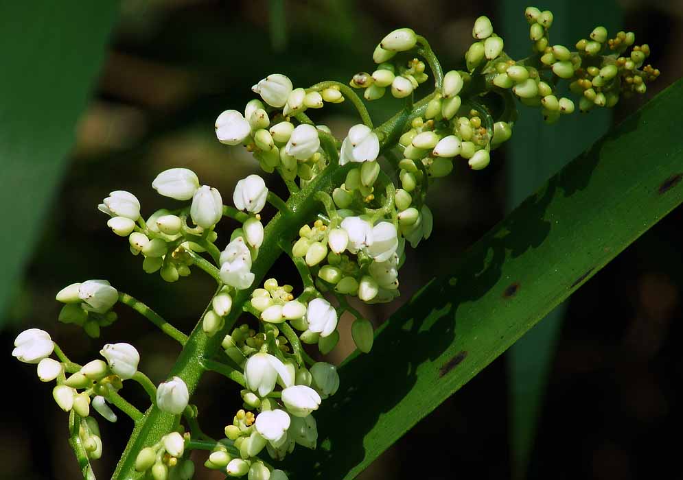 A Xiphidium caeruleum inflorescence with white flowers and buds