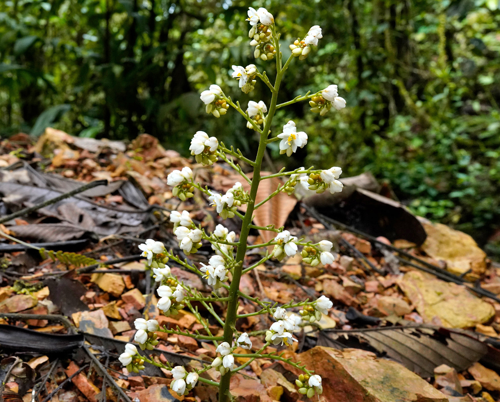 An upright inflorescence of Xiphidium caeruleum showing clusters of small white flowers with yellow centers emerging from a leafy forest floor
