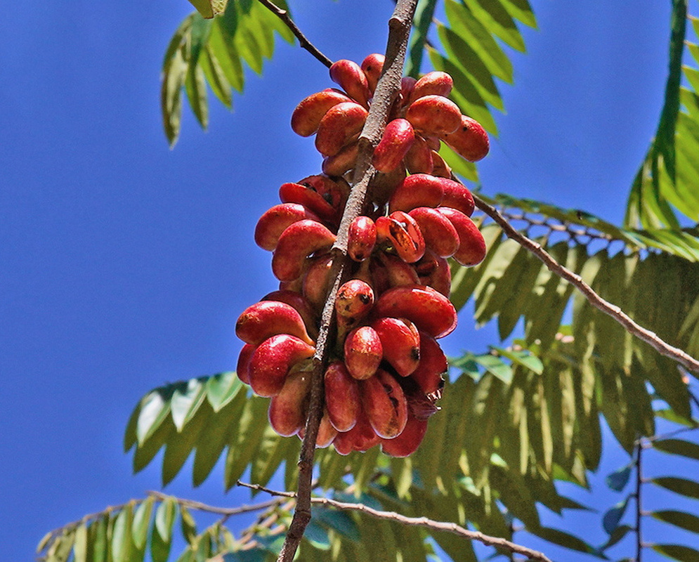 Xylopia sericea cluster of elongated red fruit segments hanging from a leafy branch