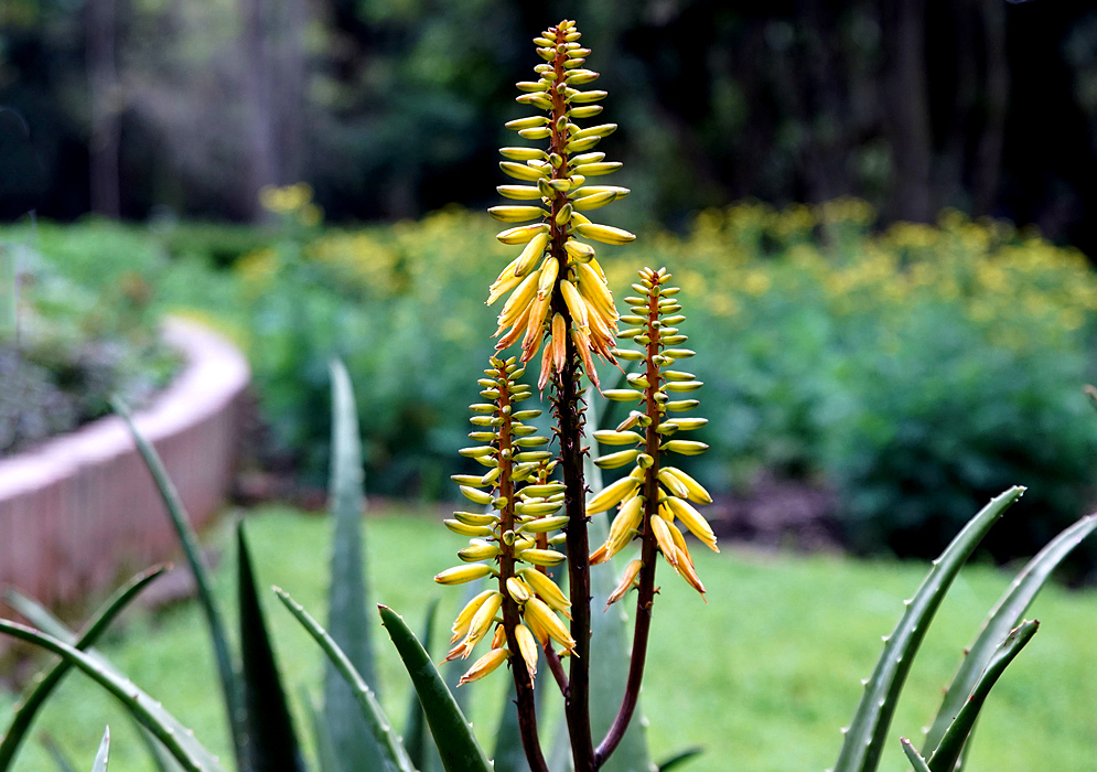 Three Aloe vera inflorescences with yellow flowers
