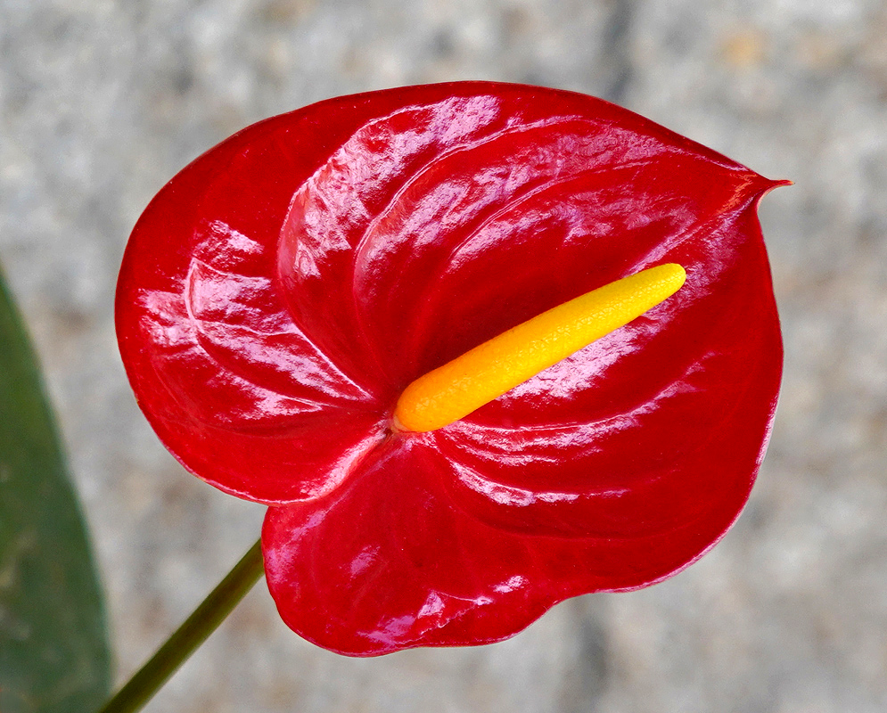Bold red Anthurium andraeanum flower with a yellow spandix