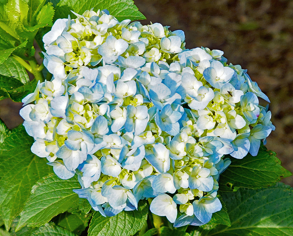 Hydrangea macrophylla cluster with blue, white and yellow flowers in sunlight